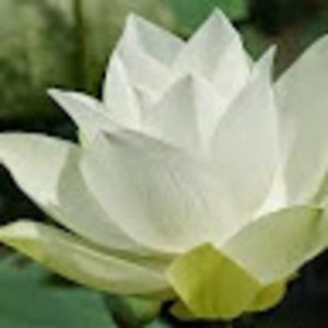 Meet your Posher, Lesli